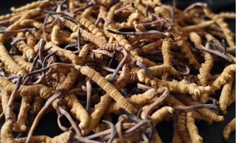 新鮮冬蟲夏草怎么保存，鮮草怎么吃？