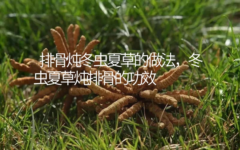 排骨燉冬蟲夏草的做法，冬蟲夏草燉排骨的作用