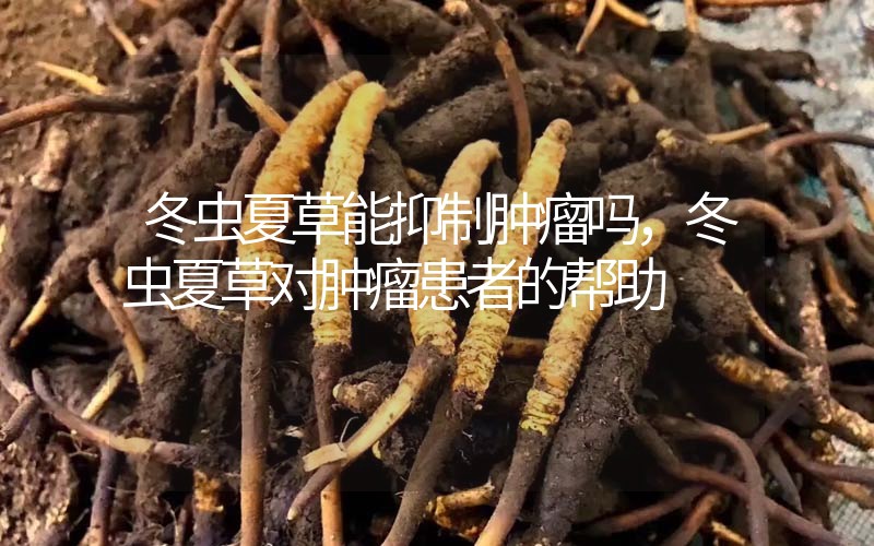 冬蟲(chóng)夏草能抑制腫瘤嗎？冬蟲(chóng)夏草對(duì)腫瘤患者的幫助