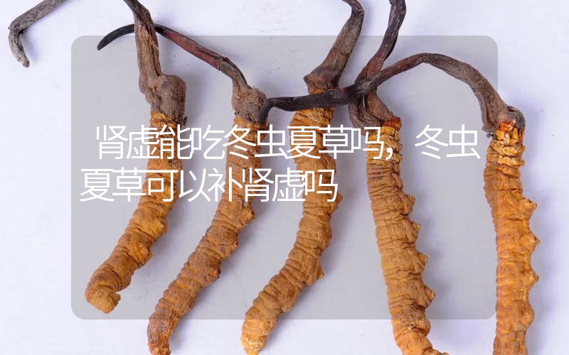 腎虛能吃冬蟲夏草嗎，冬蟲夏草可以補(bǔ)腎虛嗎？