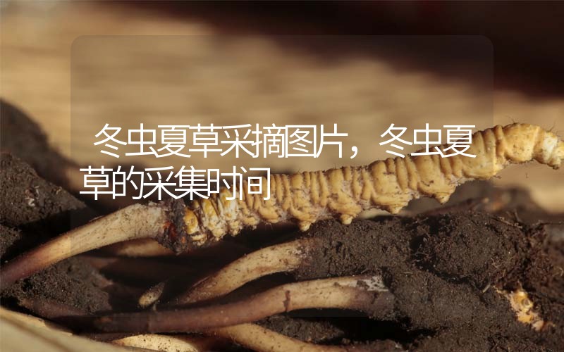 冬蟲夏草采摘圖片，冬蟲夏草的采集時間