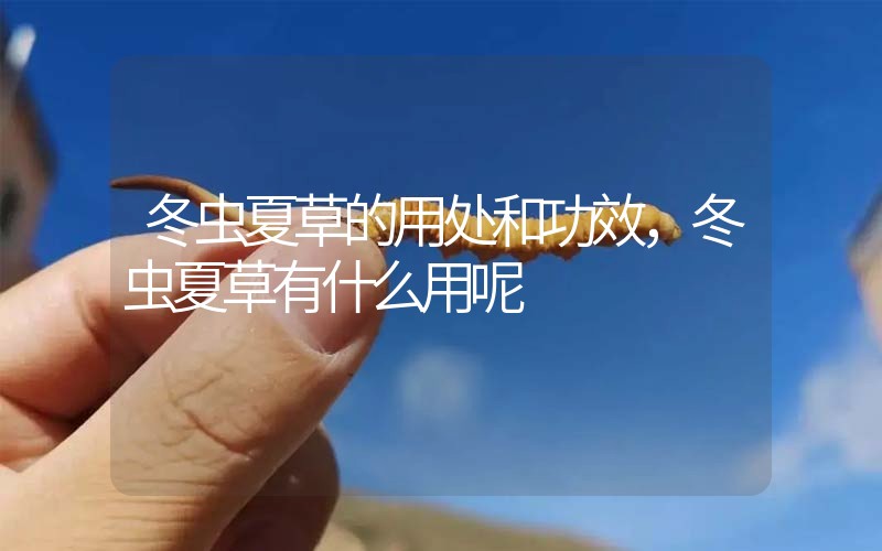 冬蟲夏草的用處和用法，冬蟲夏草有什么用呢