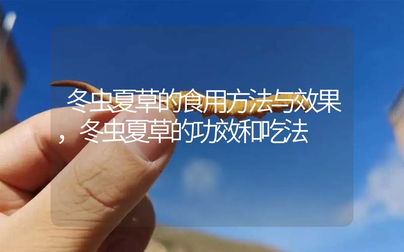 冬蟲夏草的食用方法與效果，冬蟲夏草的食用方法！