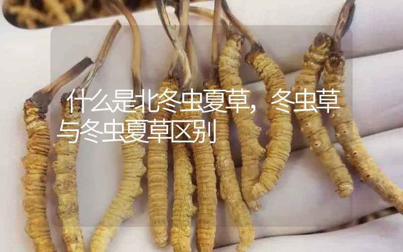 什么是北冬蟲夏草，北冬蟲草與冬蟲夏草區(qū)別