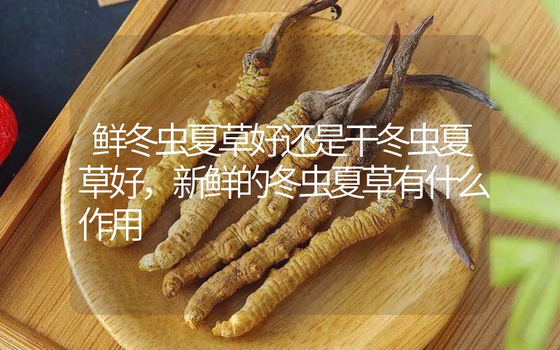 鮮冬蟲夏草好還是干冬蟲夏草好，新鮮的冬蟲夏草有什么作用