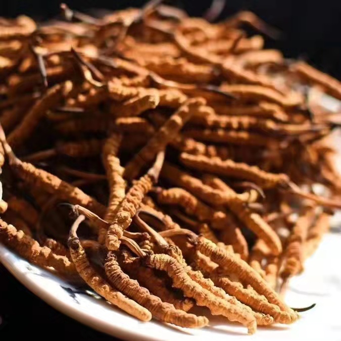 冬蟲(chóng)夏草為什么這么貴呢？有便宜的能買(mǎi)嗎