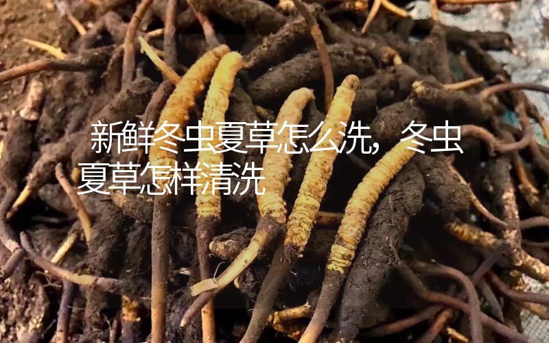 新鮮冬蟲夏草怎么洗，冬蟲夏草怎樣清洗