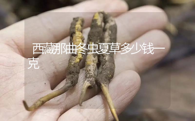 西藏那曲冬蟲(chóng)夏草多少錢(qián)一克？