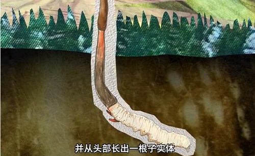 冬蟲夏草到底是蟲還是草？你猜到了嗎？