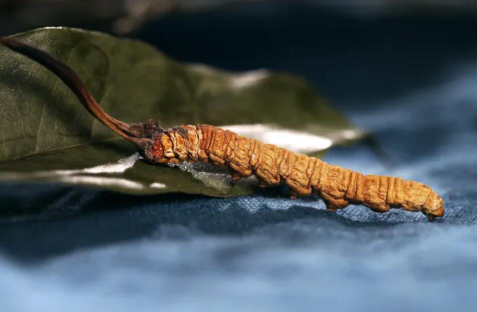 冬蟲夏草的由來，冬蟲夏草是怎么形成的？