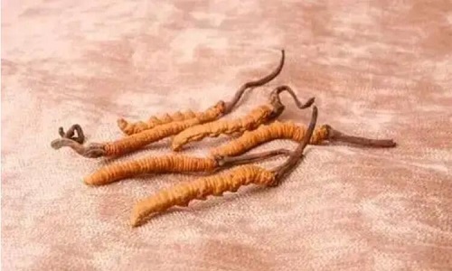 哪個(gè)產(chǎn)地的冬蟲夏草營(yíng)養(yǎng)價(jià)值高,哪里的蟲草更好？