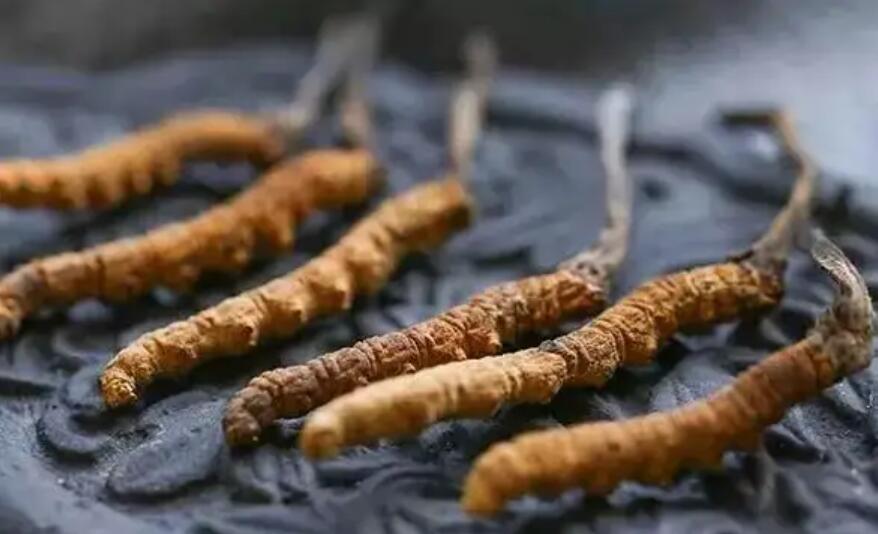 冬蟲夏草價格貴嗎？冬蟲夏草一般多少錢？