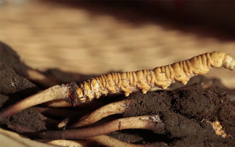 什么是人工冬蟲(chóng)夏草？人工蟲(chóng)草和野生蟲(chóng)草的區(qū)別，如何分辨？