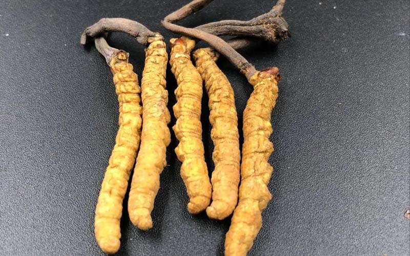 影響冬蟲(chóng)夏草的價(jià)格因素有哪些？