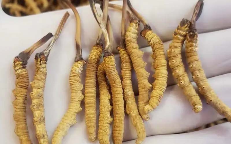 吃冬蟲夏草會過敏嗎？冬蟲夏草禁忌！