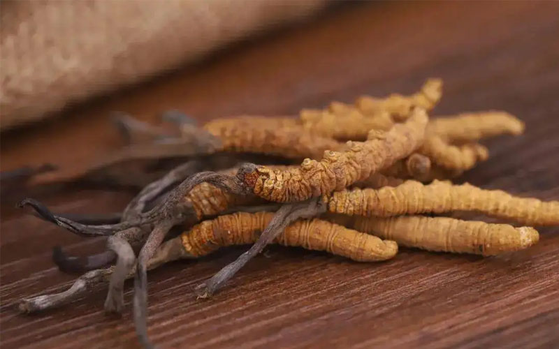 冬蟲夏草怎樣吃效果好？冬蟲夏草的食用方法！