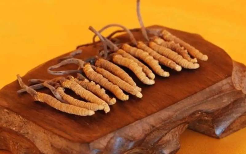 冬蟲夏草需要每天吃嗎?冬蟲夏草一天吃多少？