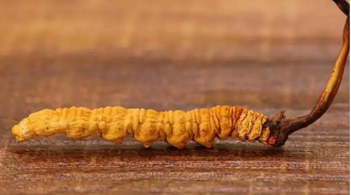 冬蟲(chóng)夏草普洱茶效果好嗎？