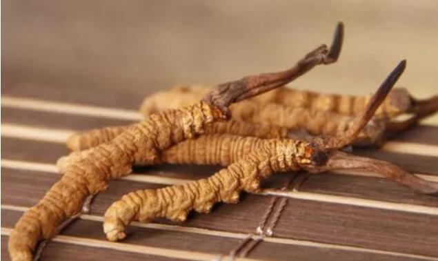 新鮮真假冬蟲夏草辨別方式？