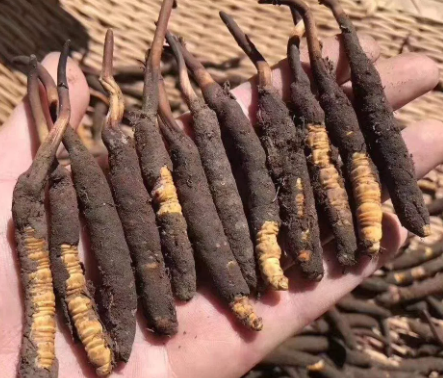 <a href=http://www.aikitbox.com/xinxian/ target=_blank class=infotextkey>新<a href=http://www.aikitbox.com/xinxian/ target=_blank class=infotextkey>鮮冬蟲夏草</a></a>