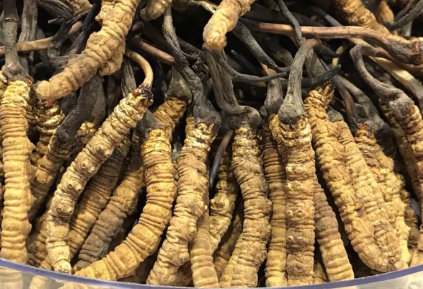 吃冬蟲夏草會(huì)出現(xiàn)過敏情況嗎？冬蟲夏草適合什么人吃？