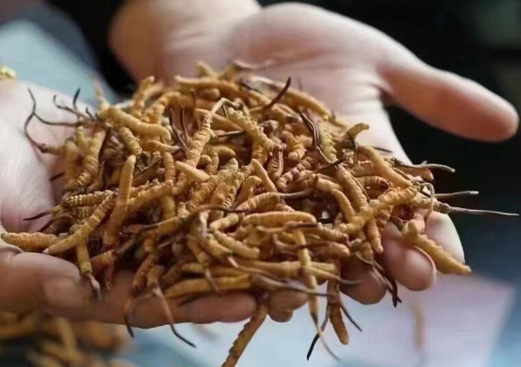 冬蟲(chóng)夏草成分有哪些?新鮮冬蟲(chóng)夏草哪里好？