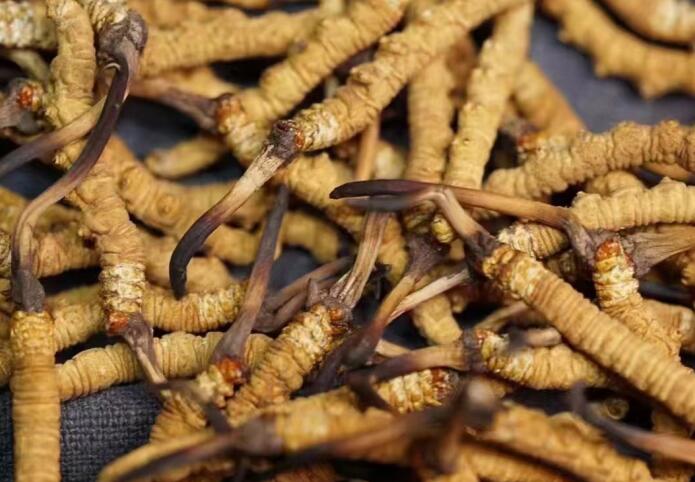 <a href=http://www.aikitbox.com/ target=_blank class=infotextkey>冬蟲夏草</a>