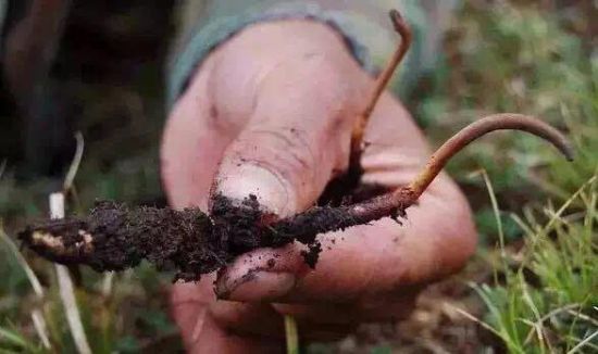 影響新鮮冬蟲夏草品質的因素有哪些