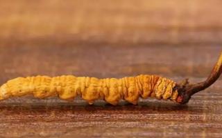 冬蟲夏草數(shù)量下降的原因分類？