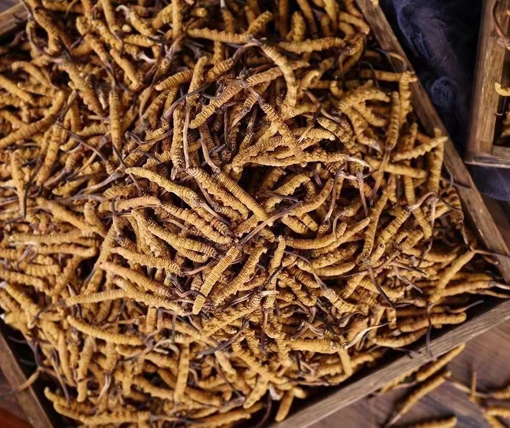 冬蟲(chóng)夏草平時(shí)用量