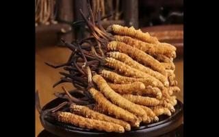 冬蟲夏草原來是這樣形成的？