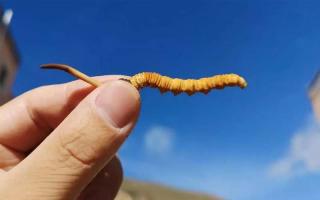 干貨 | 真正的冬蟲(chóng)夏草應(yīng)該長(zhǎng)這樣！