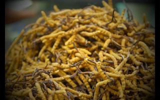 全國十大冬蟲夏草產(chǎn)地揭秘，你知道幾個(gè)？