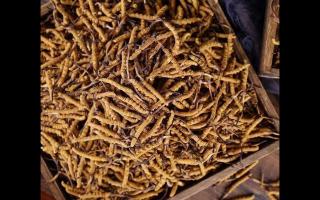 了解一下：冬蟲夏草的產(chǎn)地和采摘方式！