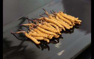 為什么斷的冬蟲夏草會(huì)有洞？