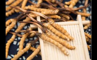 對(duì)話冬蟲夏草：為什么新鮮是王道？