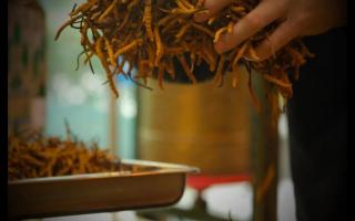 什么是冬蟲夏草？冬蟲夏草的產(chǎn)地以及產(chǎn)量！