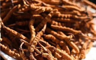 不易辨認(rèn)的冬蟲(chóng)夏草造假方式！