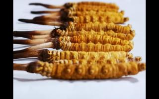 哪些因素會(huì)影響到冬蟲夏草的價(jià)格？