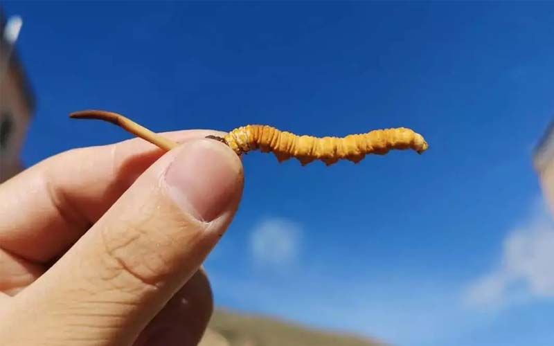 如何妥善保存新鮮的冬蟲夏草和干燥蟲草？