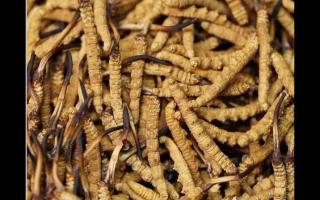 冬蟲夏草的用量和用法你吃對了嗎？