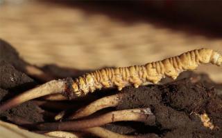 如何甄別冬蟲夏草的含水量！