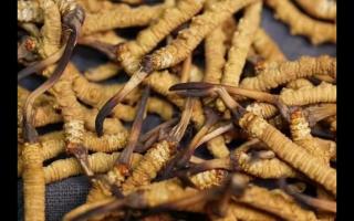 凍干的冬蟲(chóng)夏草品質(zhì) 外觀怎么樣？