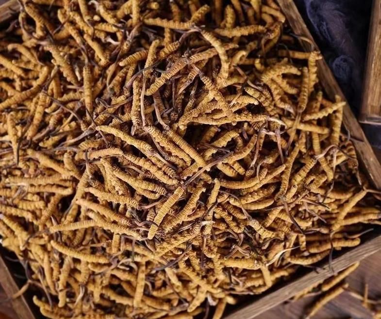 冬蟲夏草和白蟲草有什么區(qū)別？