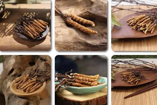 冬蟲夏草和白蟲草有什么區(qū)別？