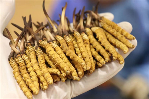 冬蟲夏草到底是蟲還是草？其實(shí)蟲草是一種真菌