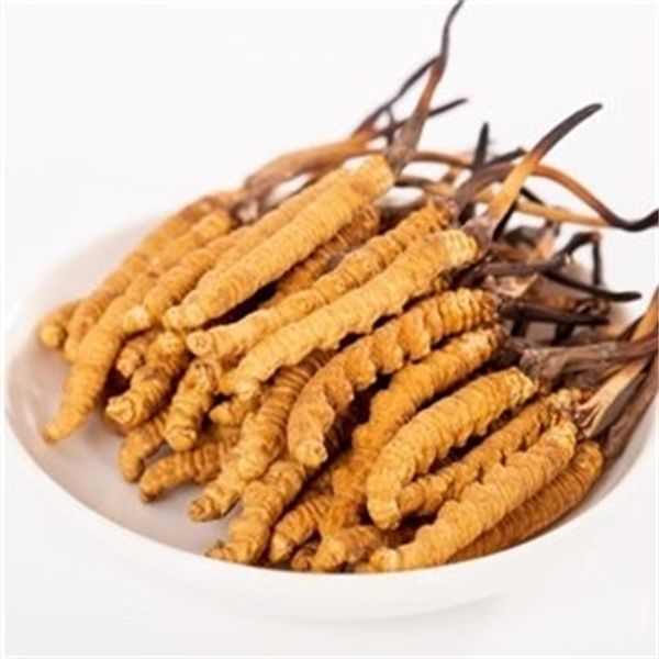 冬蟲(chóng)夏草多少錢一克？2023年冬蟲(chóng)夏草價(jià)格表