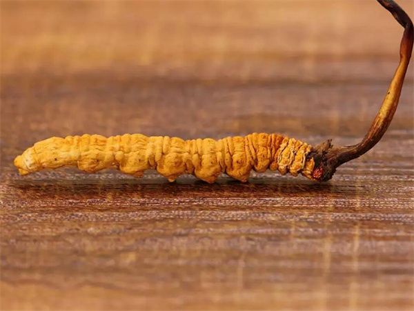 冬蟲(chóng)夏草草頭越長(zhǎng)品質(zhì)越好嗎？草頭越長(zhǎng)冬蟲(chóng)夏草品質(zhì)越好