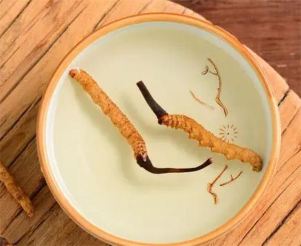 老人怎樣服用冬蟲夏草？