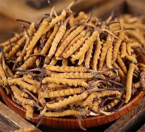 冬蟲(chóng)夏草一斤多少錢(qián)？購(gòu)買(mǎi)冬蟲(chóng)夏草時(shí)需要考慮的5個(gè)因素